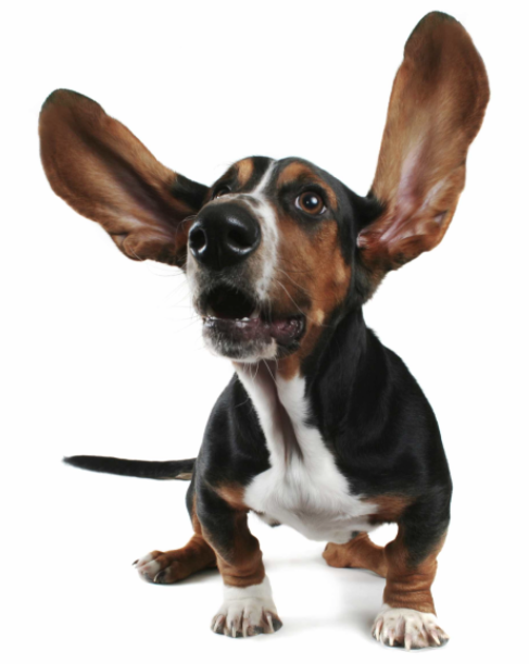 cachorro-orelha-grande.png