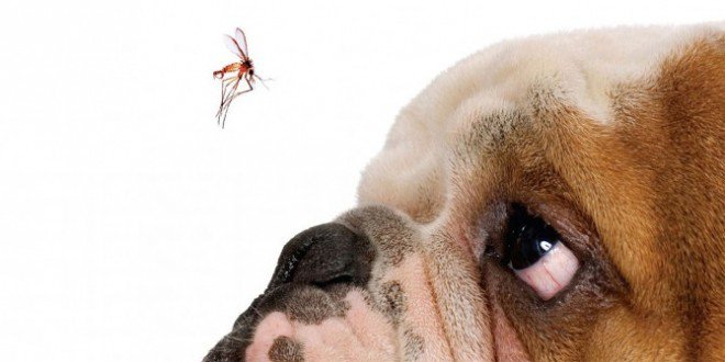 cachorro-pode-ter-dengue-660x330.jpg