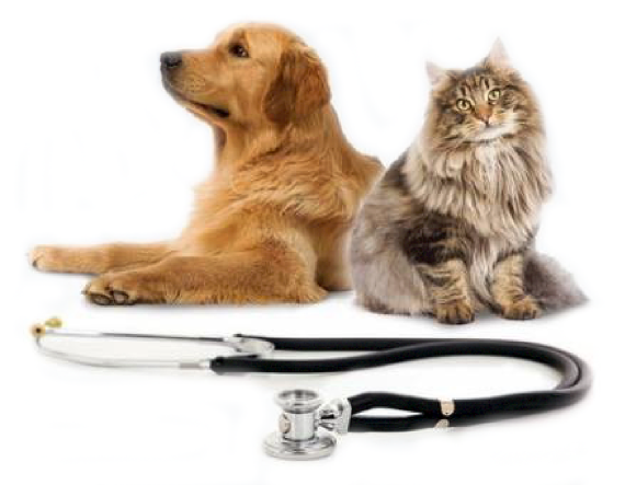 plano-de-sa-de-para-c-es-e-gatos-4-570x443.png plano-de-sa-de-para-c-es-e-gatos-4-570x443.png